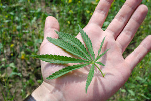 Jersey's-Marijuana-Laws-part-two